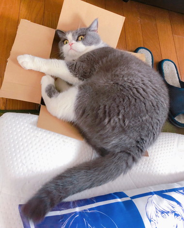 箱とひのでくん