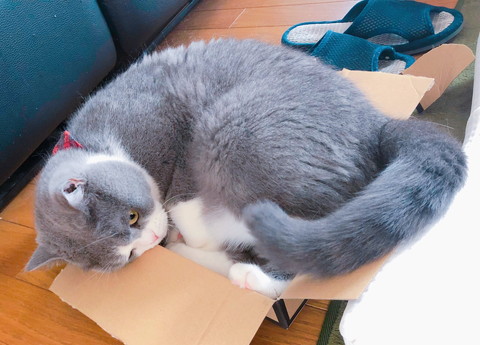 箱とひのでくん