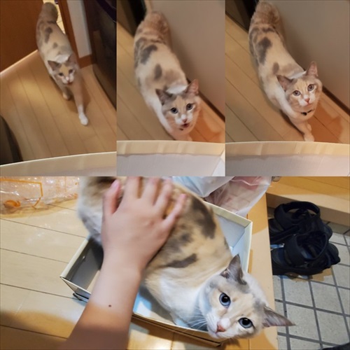 箱が好きな猫ちゃん