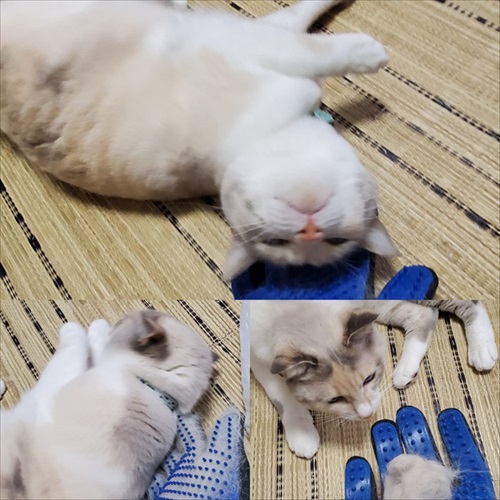 箱が好きな猫ちゃん