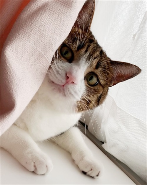 猫のすずめちゃん