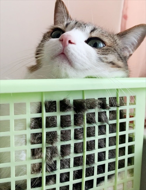 猫のすずめちゃん