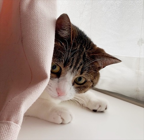 猫のすずめちゃん