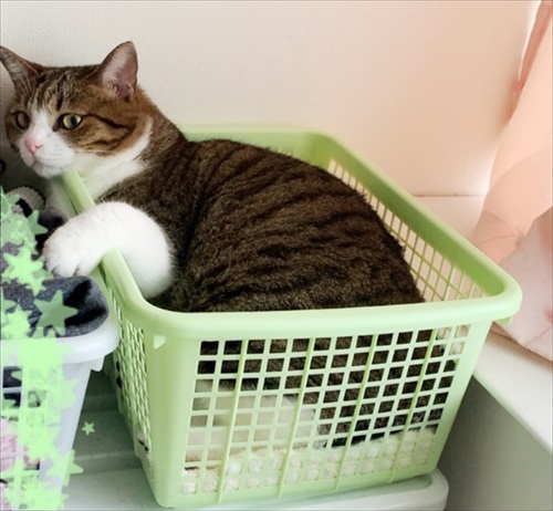 猫のすずめちゃん