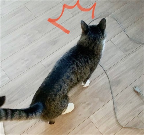 猫のすずめちゃん