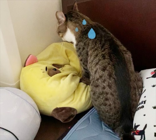 猫のすずめちゃん