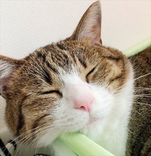 猫のすずめちゃん