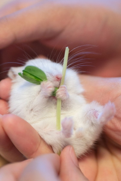 豆苗とぱるちゃん