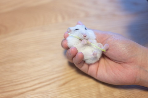 豆苗とぱるちゃん