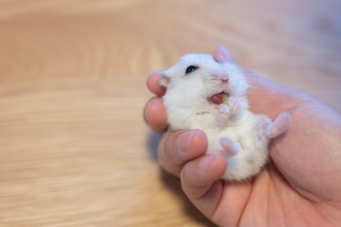 豆苗とぱるちゃん