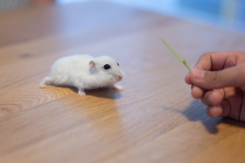 豆苗とぱるちゃん