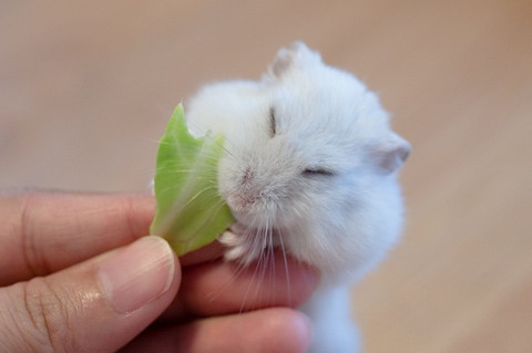 キャベツとぱるちゃん