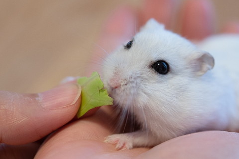 キャベツとぱるちゃん