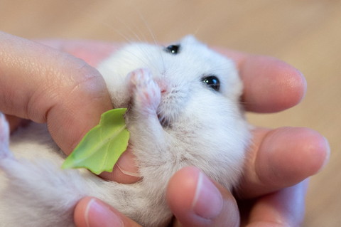 キャベツとぱるちゃん