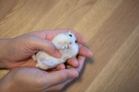 キャベツとぱるちゃん