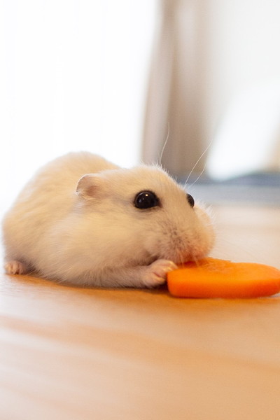 にんじんとぱるちゃん