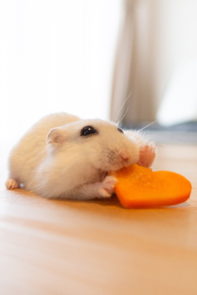 にんじんとぱるちゃん