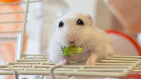 ブロッコリーとぱるちゃん