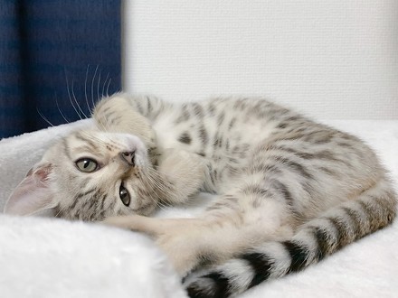 ベンガル猫のレムさん