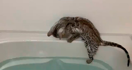 ベンガル猫のレムさん