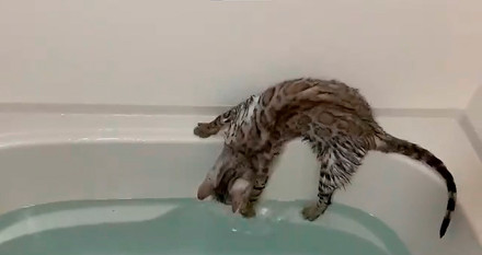 ベンガル猫のレムさん