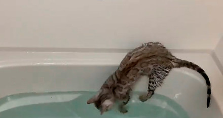 ベンガル猫のレムさん