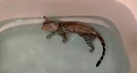 風呂好き猫