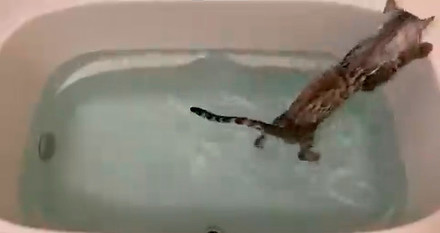 ベンガル猫のレムさん