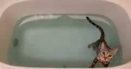 ベンガル猫のレムさん