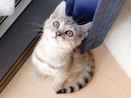 ベンガル猫のレムさん