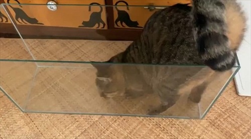 きれいに収まる猫ちゃん