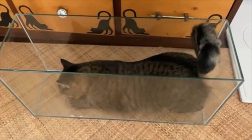 きれいに収まる猫ちゃん