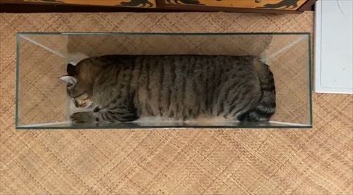 きれいに収まる猫ちゃん