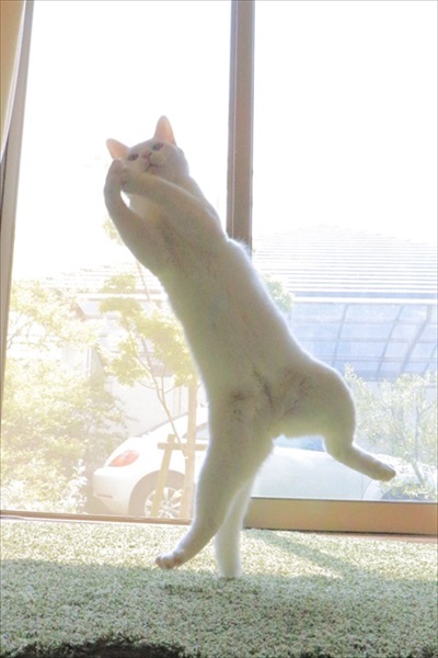 きれいに収まる猫ちゃん