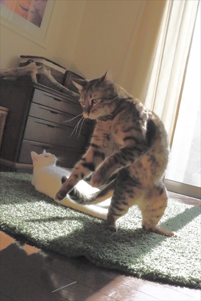 きれいに収まる猫ちゃん