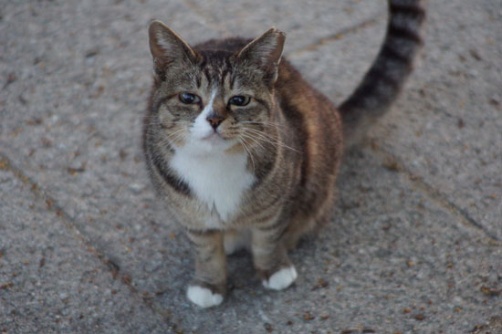 艶っぽいにゃんこ