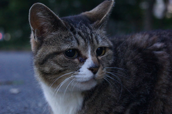 ハヤちゃんアップ