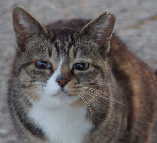 艶っぽいにゃんこアップ