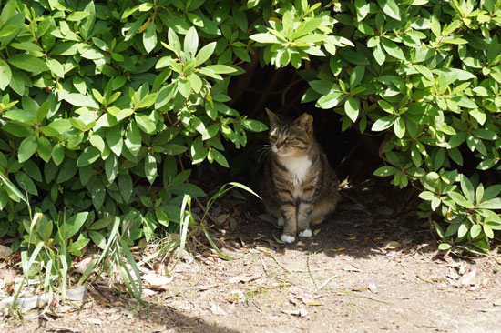 つつじとハヤちゃん