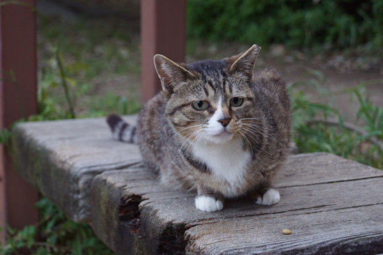 ベンチでくつろぐハヤちゃん