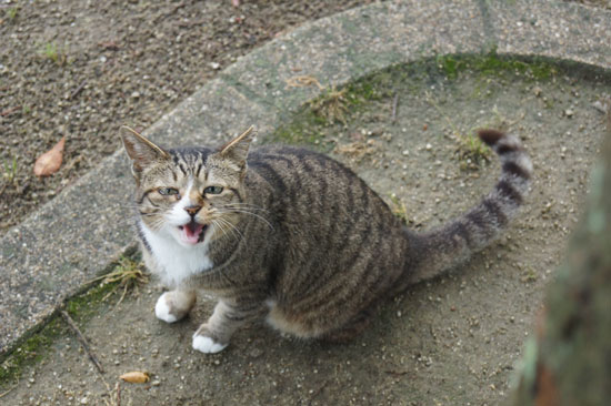 呼びかけるハヤちゃん