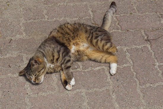 寝転がるハヤちゃん