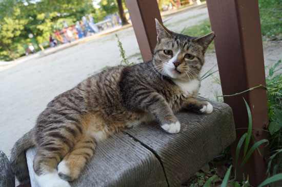 寝ころんでこちらを見るハヤちゃん