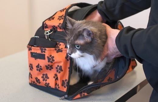 ペット手帳 猫防災