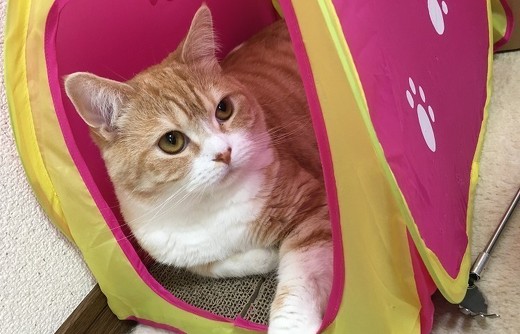 ペット手帳 猫防災