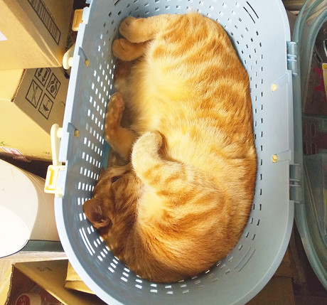 ペット手帳 猫防災