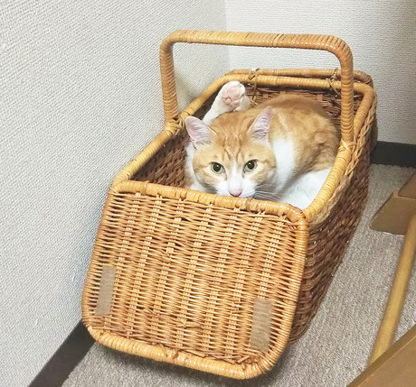 ペット手帳 猫防災