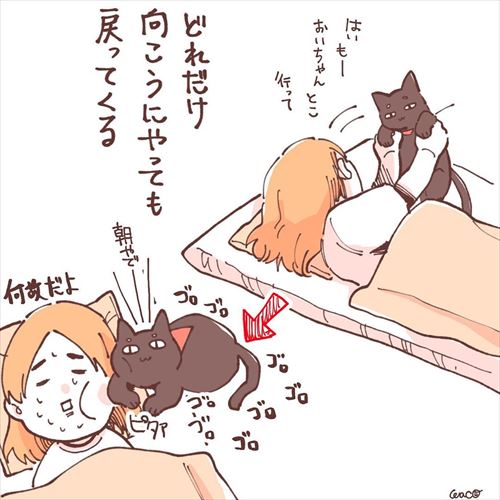 猫