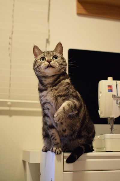 こまちさん おかゆちゃん 猫