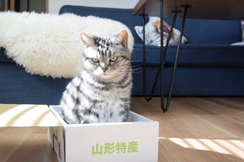 こまちさん おかゆちゃん 猫